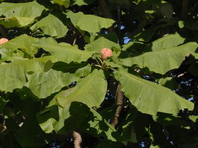 Tree branch with large green leaves and a round pink seed pod