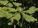 Tree branch with large green leaves and a round pink seed pod