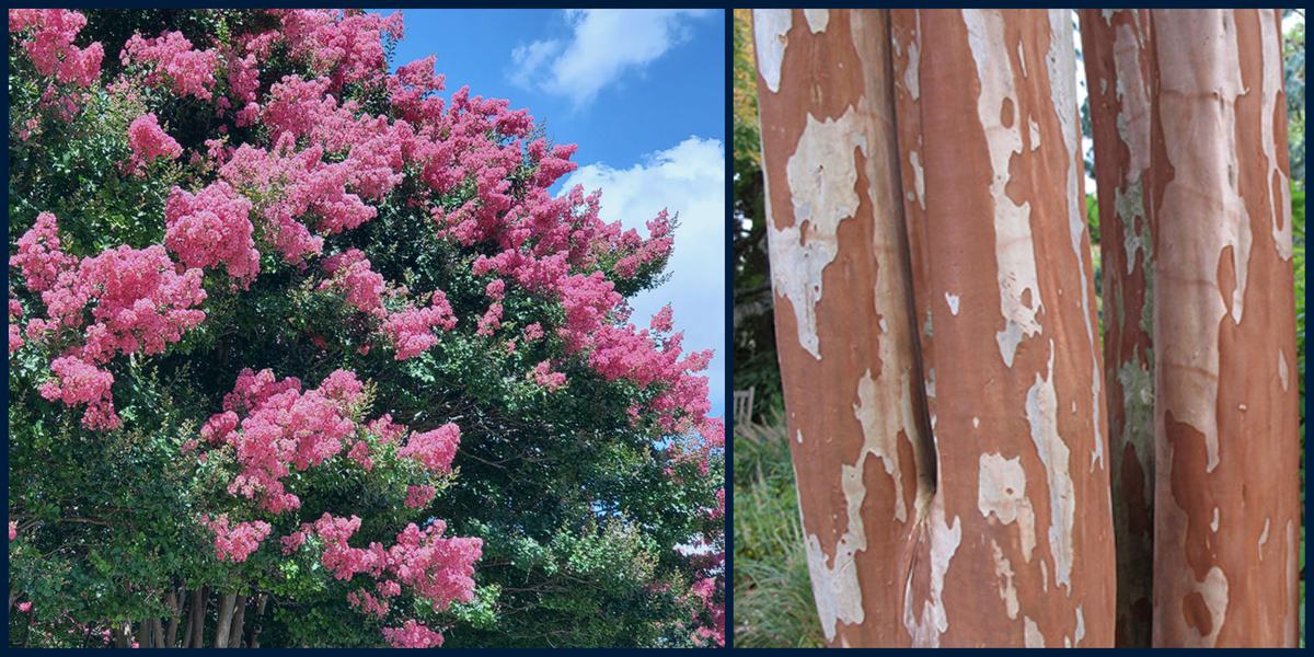 Crape Myrtle 