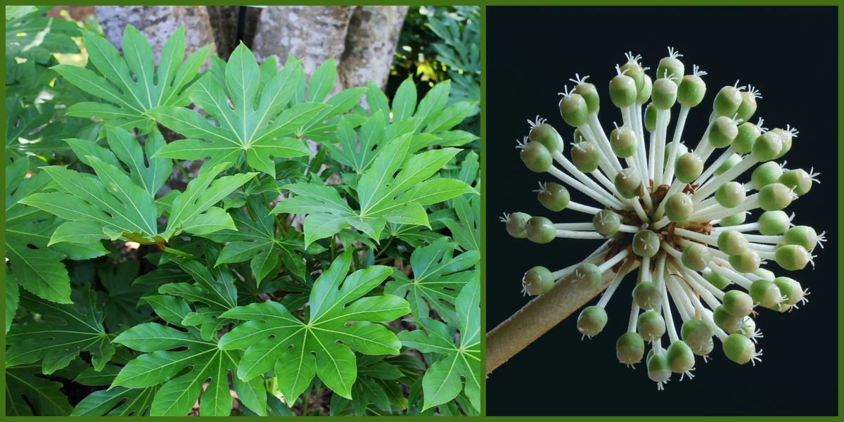 Fatsia