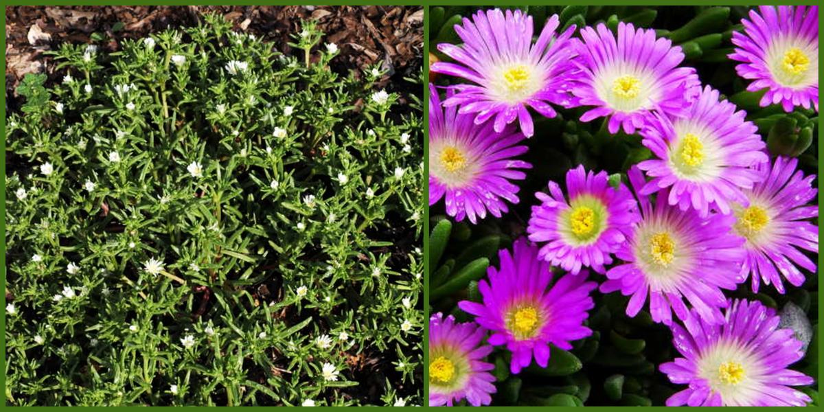Delosperma 