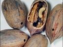 Pecan Weevil Damage