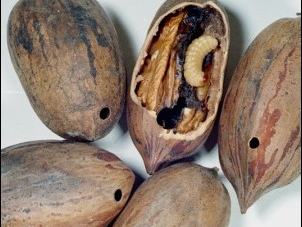 Pecan Weevil Damage