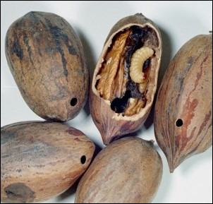 Pecan Weevil Damage