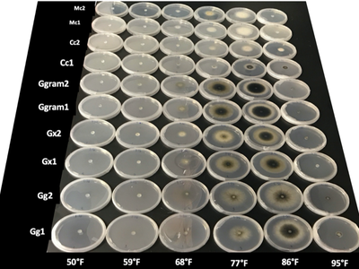 Grid of petri dishes with fungal colonies; rows labeled Gg1–Mc2, columns 50°F–95°F