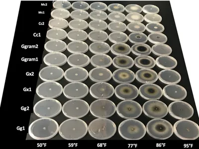Grid of petri dishes with fungal colonies; rows labeled Gg1–Mc2, columns 50°F–95°F