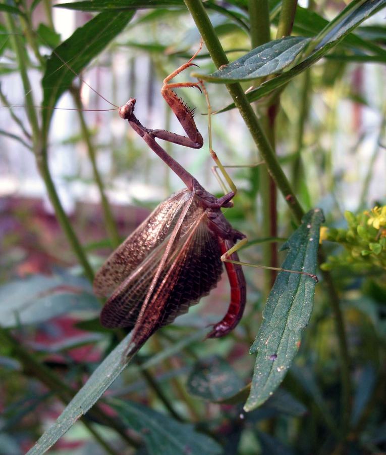 Carolina Mantid