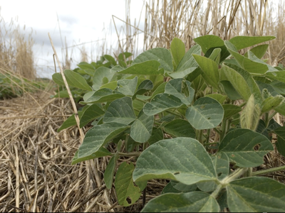 Young soybean plants growing among straw mulch in a field