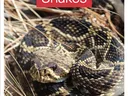 NC State publication on snake identification