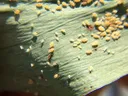many aphids on the underside of a leaf