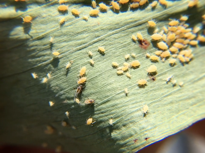 many aphids on the underside of a leaf