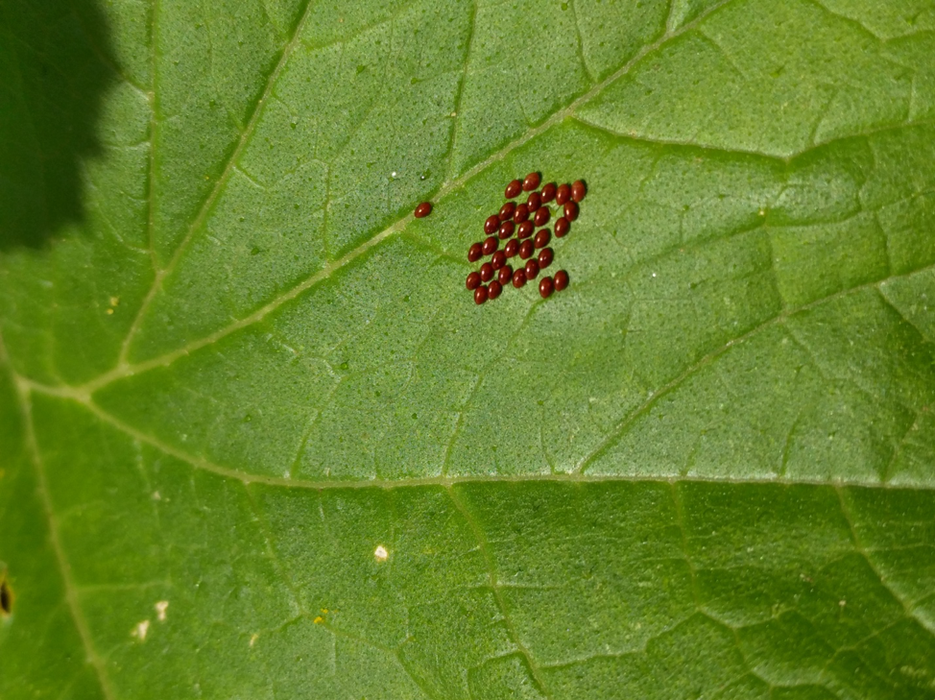 Squash bug eggs on summer squash leaf