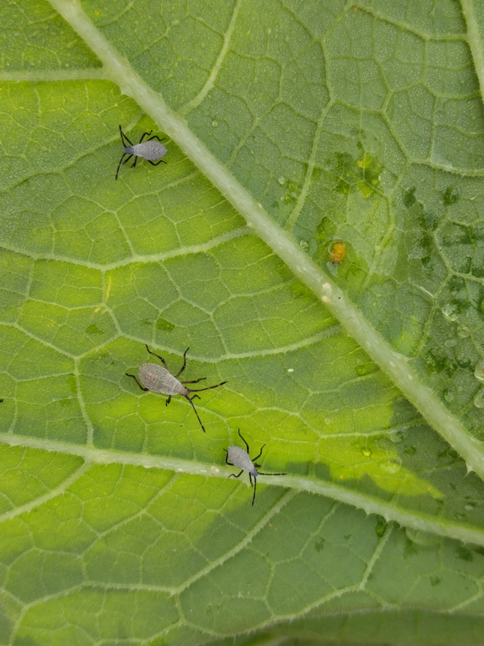 Squash bug nymphs