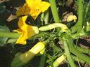 Summer squash