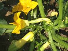 Summer squash