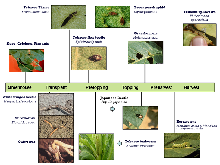 Chart showing tobacco crop pests by stage: Greenhouse, Transplant, Pretopping, Topping, Preharvest, Harvest