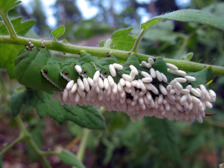 Tomato hornworm