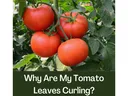 4 red tomatoes on the vine with leaves surrounding them