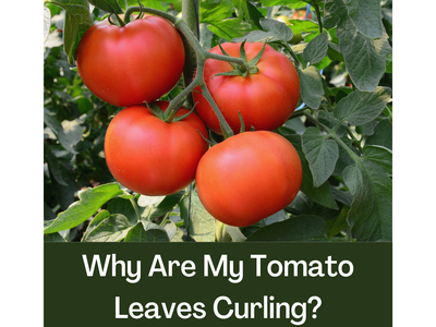 4 red tomatoes on the vine with leaves surrounding them