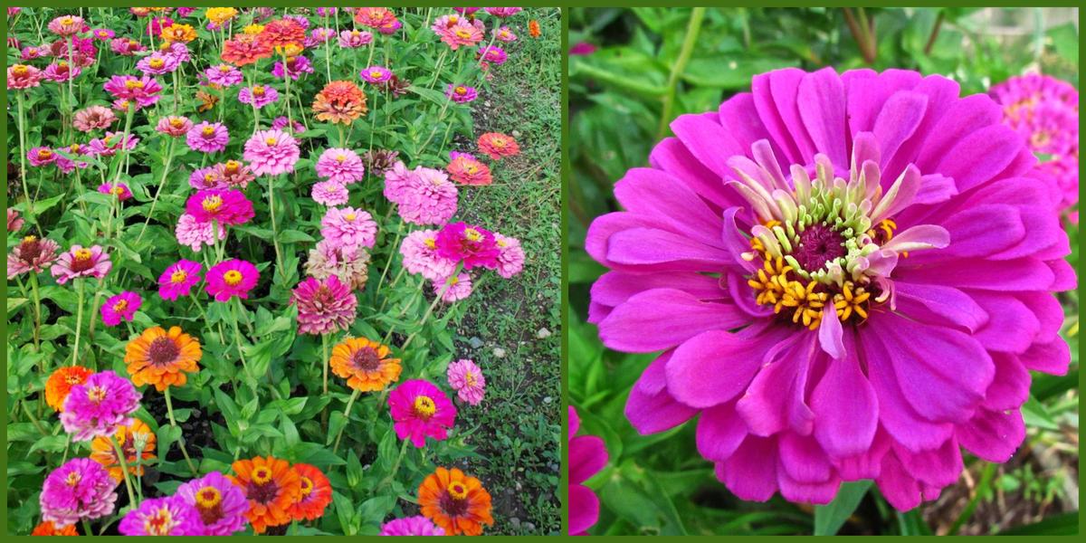 Zinnias