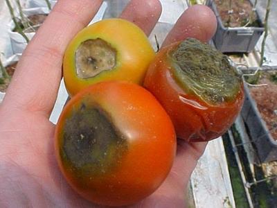 Blossom End Rot