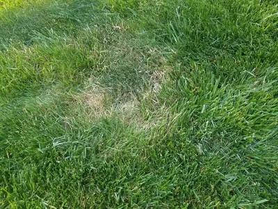 brown patch