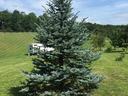 ideally sited co blue spruce