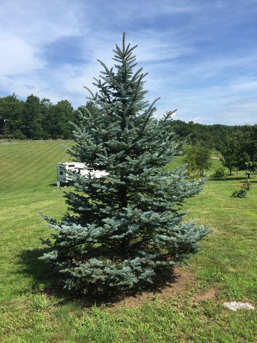 ideally sited co blue spruce