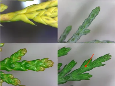 Foliage examples
