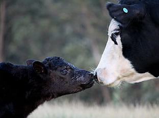 Cow and newborn calf touching noses in a pasture