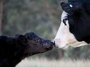Cow and newborn calf touching noses in a pasture