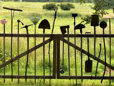 Various garden tools (shovels, rakes, pitchforks) lined upright on a wooden gate in a field