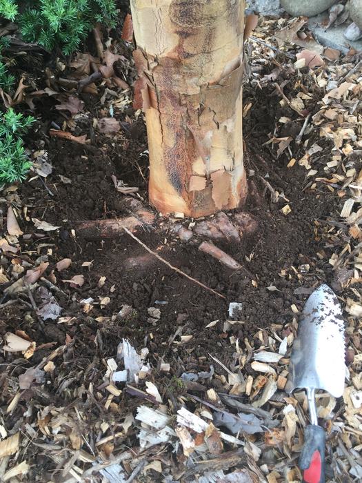 girdling roots maple