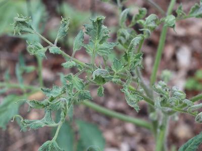 his tomato plant has the classic look of being affected by herbicide carryover. (Credit Dr. Joe Neal, NC State University, Professor of Weed Science and Extension Specialist)