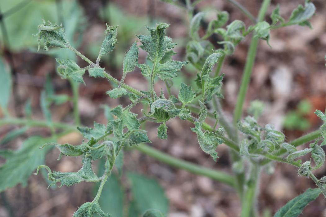 his tomato plant has the classic look of being affected by herbicide carryover. (Credit Dr. Joe Neal, NC State University, Professor of Weed Science and Extension Specialist) 