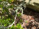 lichen on azalea