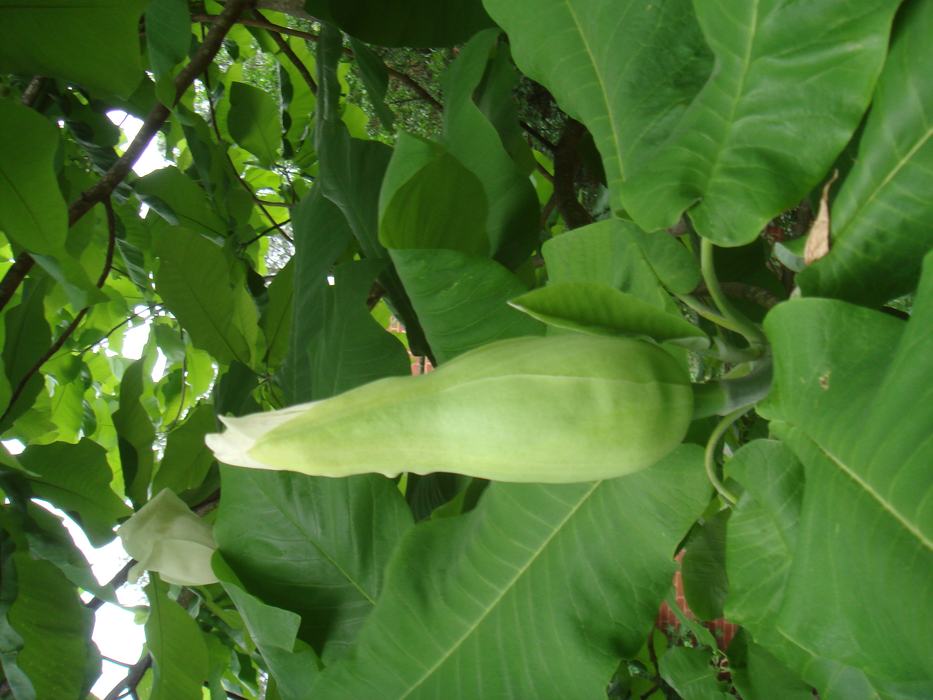 magnolia macrophylla