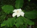 magnolia macrophylla flower