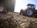 Harvested peanut plants with peanuts in soil foreground, tractor and trailer blurred background