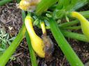 choanephora rot on squash