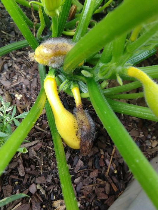 choanephora rot on squash