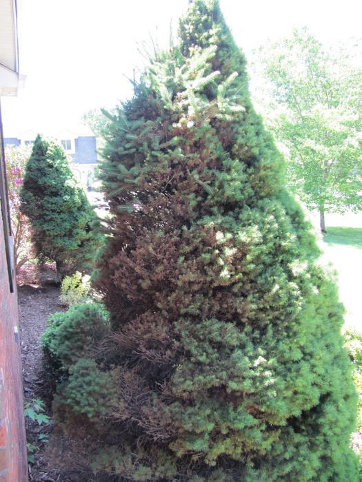 poorly sited dwarf spruce