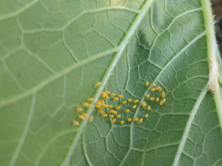 Squash beetle eggs