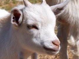 White baby goat facing right with another goat behind in an outdoor setting