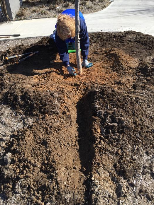 root collar excavation
