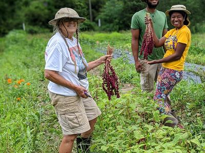 Three people in hats harvesting red amaranth stalks in a green field