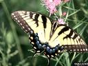 Easter Tiger Swalowtail butterfly