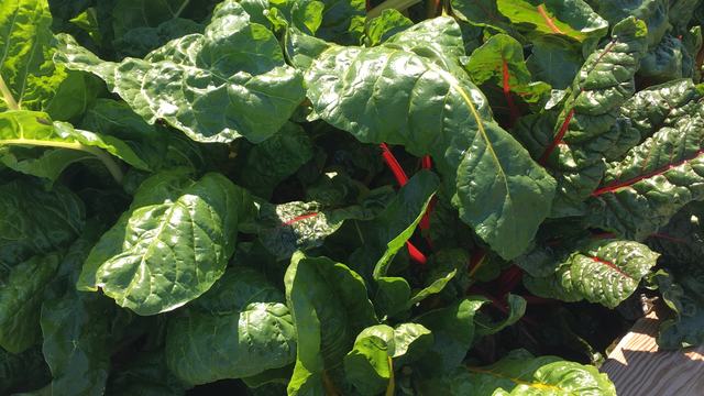Swiss Chard in Raised Beds
