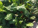 Swiss Chard in Raised Beds