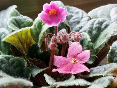 African Violet